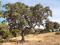 Encina